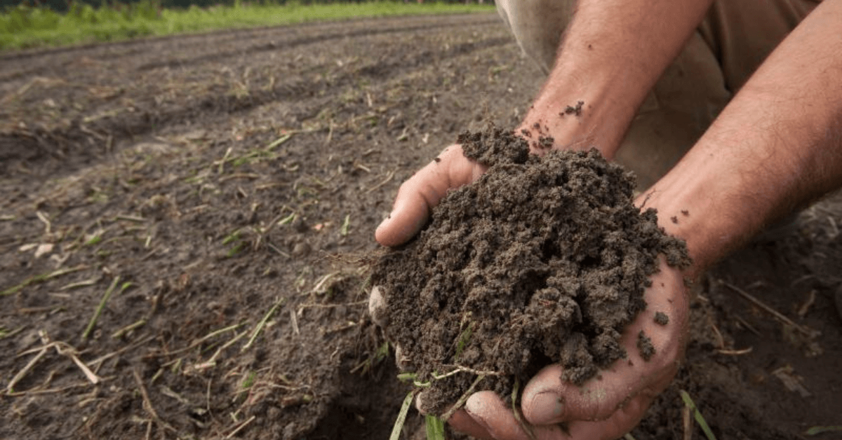 Featured Image for Planning Summer Food Plots